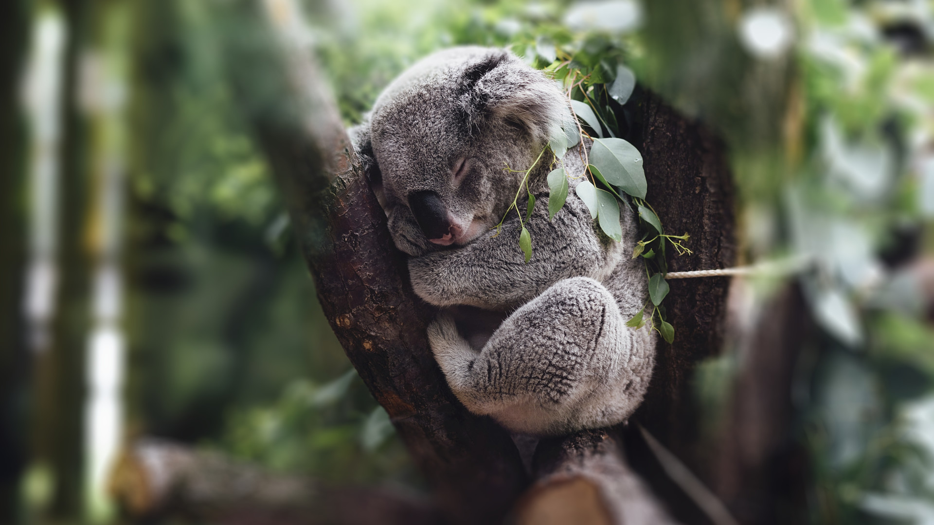 schlafapnoe-zentrum-schlafmedizin-frankfurt-professor-hartmut-schneider-frankfurt-2023